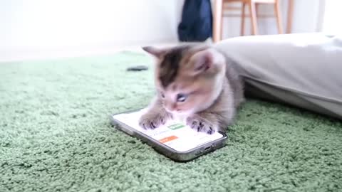 a cell phone can be used by kittens