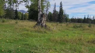 Riding the tree sled