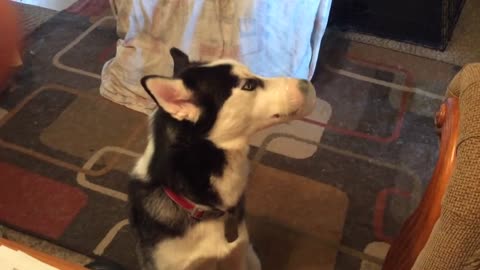 A Husky le queda el hocico atrapado por comer postre