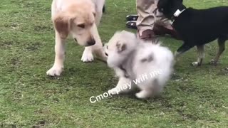 Pomeranian Puppy Making Friends