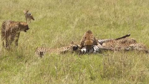 Cheetahs Hunting a Zebra successfully