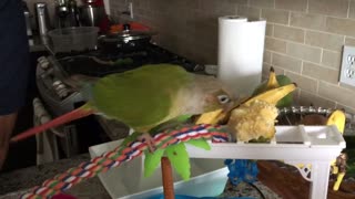 Conure dancing and eating