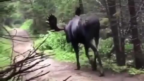 moose approaches