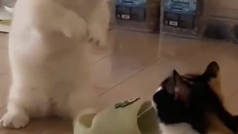 Cute cat video and Kittecat Cat Video