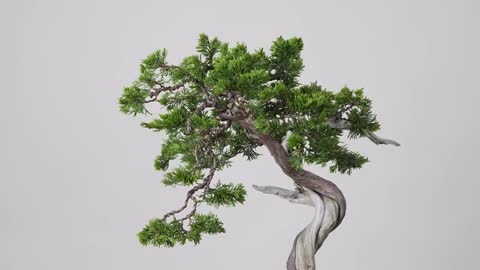 A Wild Tree (Yamadori) Becomes a Bonsai