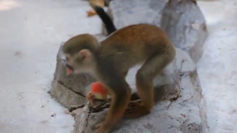 Squirrel monkey animal