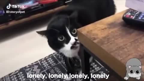 Cats talking !! these cats can speak English better than human