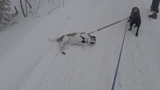 Hound Dog Gets Dragged by Friend During Walk in Snow