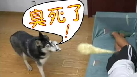 So much funny prank with dog