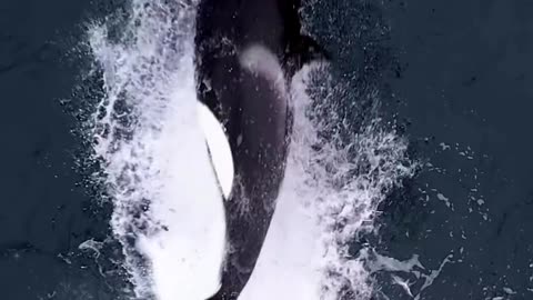 Killer whales play with a seal giving it a hard time.