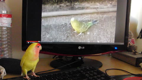 Bird talking with PC