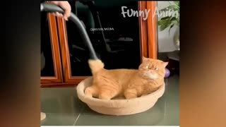 Best Funny Animal Videos 2023 - Funniest Cats And Dogs Videos Will Make You Laugh