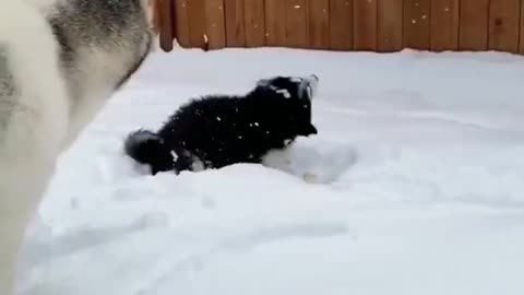 Cute Husky Puppy See the snow First Time