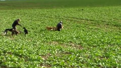 Cachorros 6 y7 meses corriendo una liebre