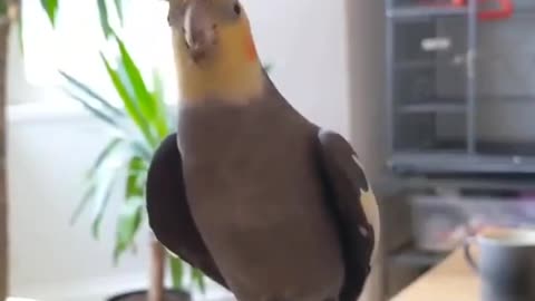 Wonderful singing of the cocktail bird like a piece of music