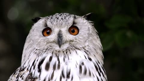 Owl Animal Bird Nature Feather Head Eagle Owl