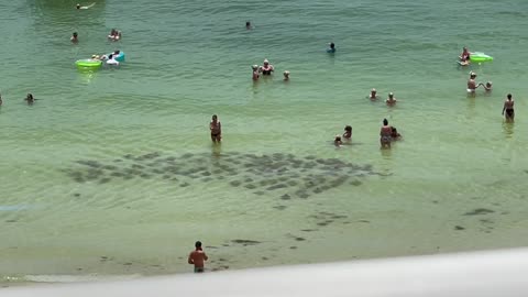 School of Sting Rays Swim By Beachgoers