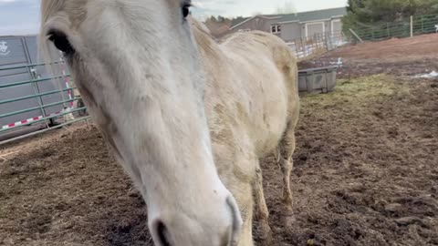 Palomino Season