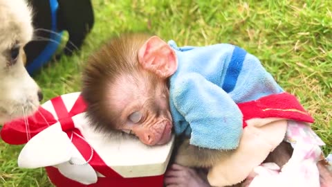 Funniest Monkey Casts# 5 Videos 😂 -