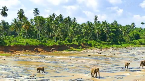 Animal planet 4k-Scenic Wildlife Film With Inspiring Music