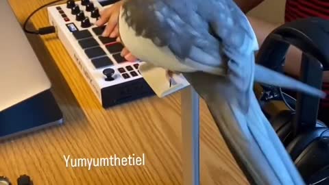 Parrot is beatboxing