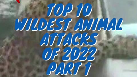 Top 10 Wildest Animal Attacks of 2022 Part 1