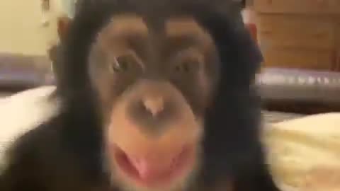 yt1s.com - Funny Monkey Videos_360p