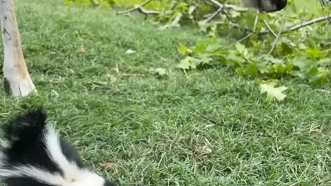 Orphaned Baby Skunk Introduced To Friendly Deer