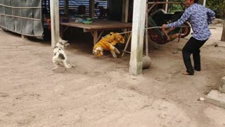 Wow Fake Tiger vs Prank Dog Try To Stop Laugh So Funny Prank 2021