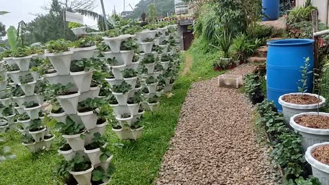 Tam-awan Berry Garden Baguio City - A Better Life PH