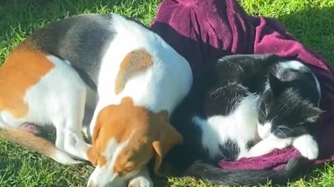 Woman's husband said no more pets — then her beagle brings home a new friend!