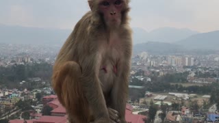 Monkeys Relaxing Above the City