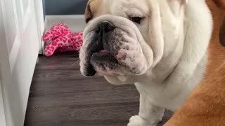 Angry Bulldog Wants to Be Pet