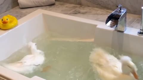 Ducks take a bath