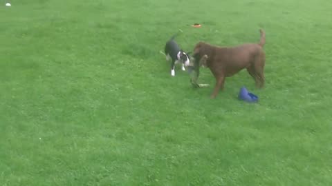 Ava & Buddy Labradors & Darcy English Bull Terrier.