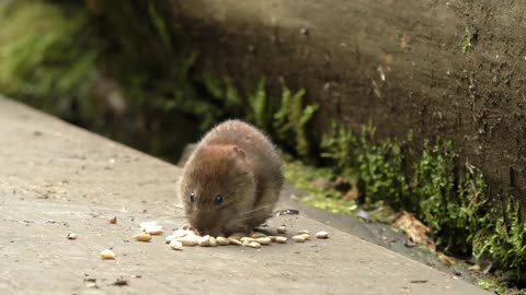 mouse trap \ electric mousetrap \ water mouse trap \ Make a mouse trap with a plastic box