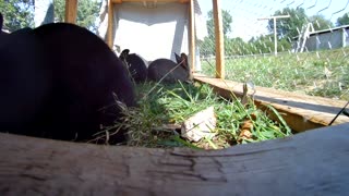 Rabbits love their food