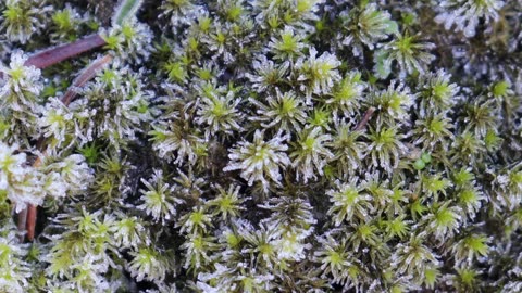 Black-Tufted Rock Moss