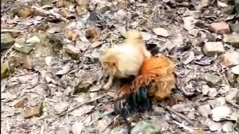 Chicken vs Dog fight funny scenes