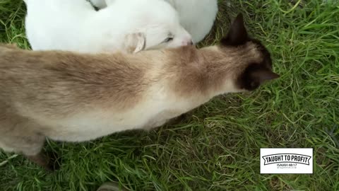 Entrepreneur Break Time - Siamese Cat Cuddling With 3 Week Old Great Pyrenees Puppies - Cuteness