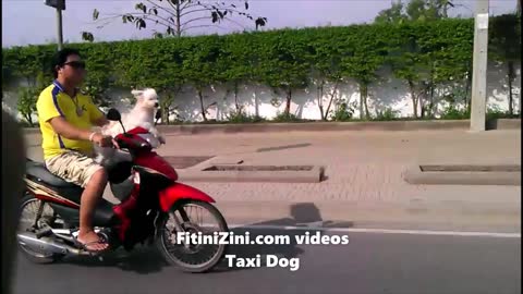 Taxi Dog - Taxi Chien - Taxi Perro - Taxi Cachorro #Bangkok #Thailand #Fitinizini #taxidog