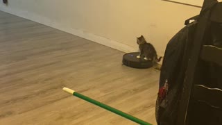 Kitten Takes A Ride On Roomba