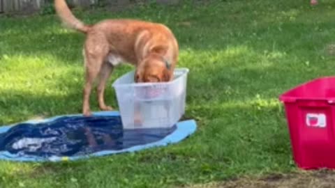 Big doggy hilariously squeezes into tiny tub