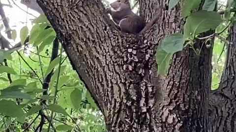 Squirrel Eating Lunch