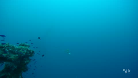Eagle Ray on Nippo Maru Truk Lagoon