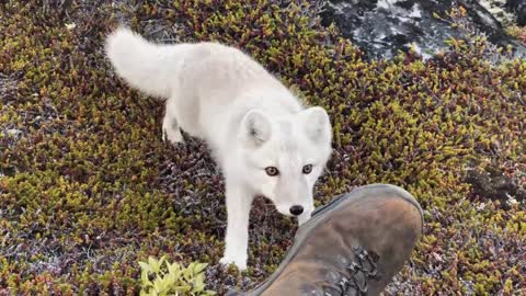 Encounter a young wild white Arctic Fox in Greenland