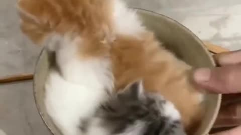 "Sweetness Unleashed: Heartwarming Reactions of an Adorable Kitten"