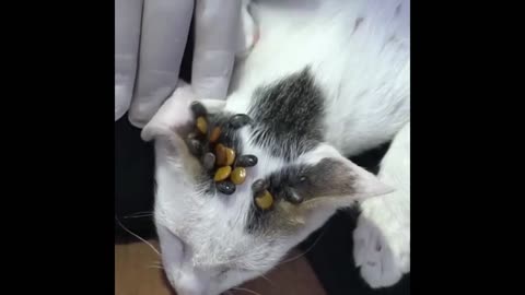O.M.G 😱 What This Is On Poor Cat It Is So Strange Thing Happened On Poor Kitten