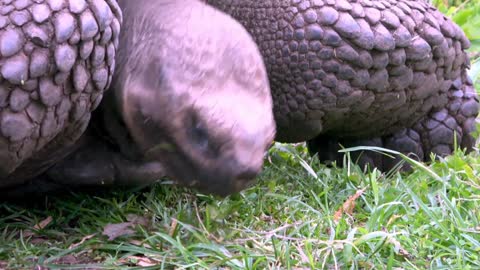 Ancient giant tortoise happily munches in epic slow motion