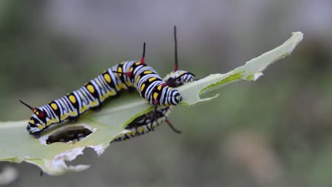 Watch how to eat the wonderful silkworm